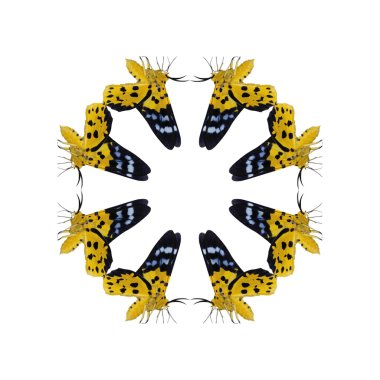 Geometrik kelebek şekli izole beyaz arka plan üzerinde