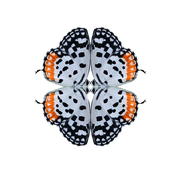 Bentuk kupu-kupu geometris terisolasi pada latar belakang putih — Stok Foto