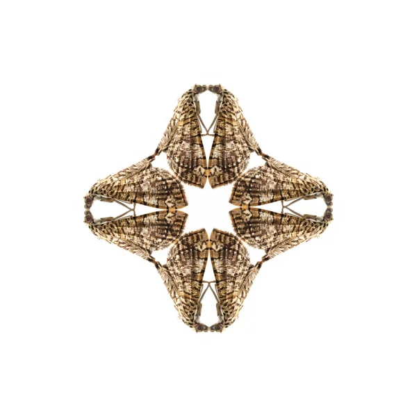 Геометрична форма метелика ізольована на білому тлі — стокове фото