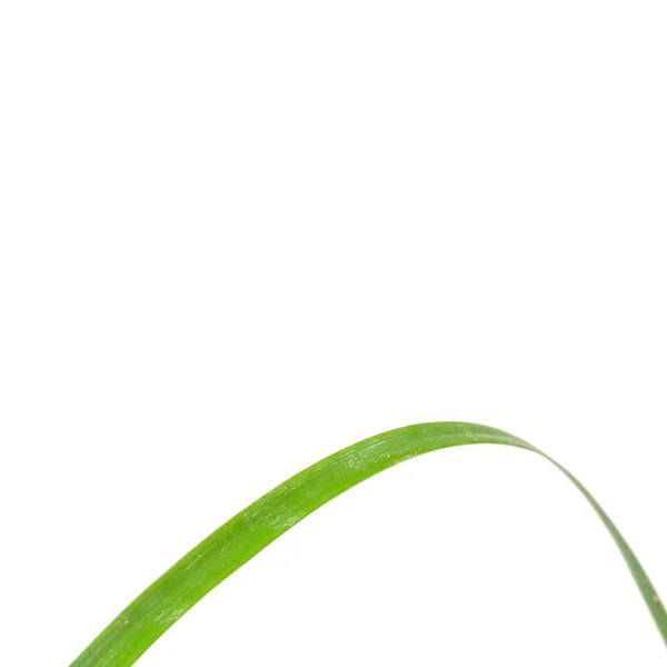 흰색 바탕에 아름 다운 신선한 잔디 분리 — 스톡 사진