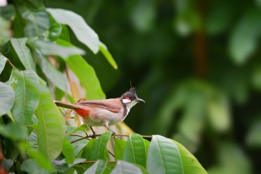 Güzel kuş (kırmızı bıyıklı Bulbul) üzerinde güzel kepek tıraşlama