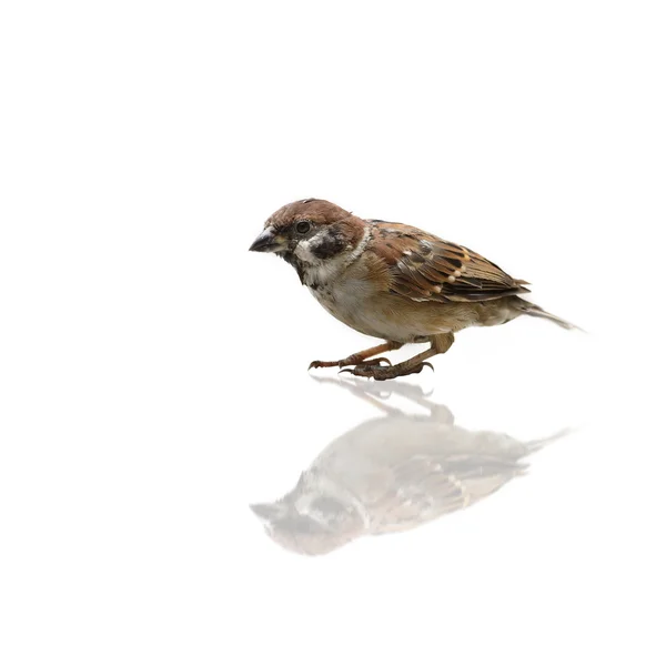 (Aves) Gorrión Eurasiático aislado sobre fondo blanco —  Fotos de Stock