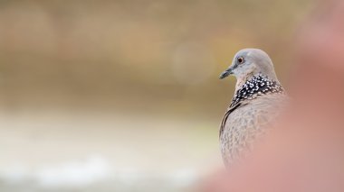 Benekli Dove (kuş) ile boşaltmak