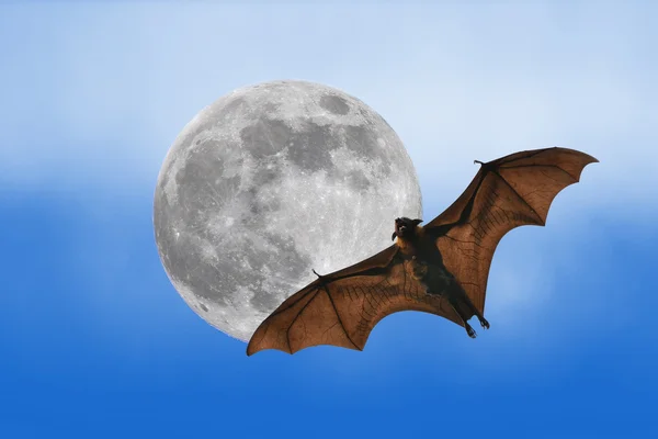 Sylwetki nietoperzy z full moon - święto Halloween — Zdjęcie stockowe