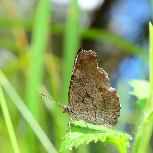 Butterfly fly en matin nature — Zdjęcie stockowe