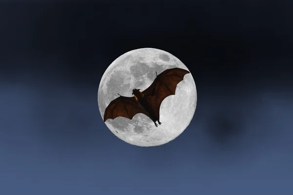 Силуети кажана з повним місяцем - фестиваль Хеллоуїна — стокове фото