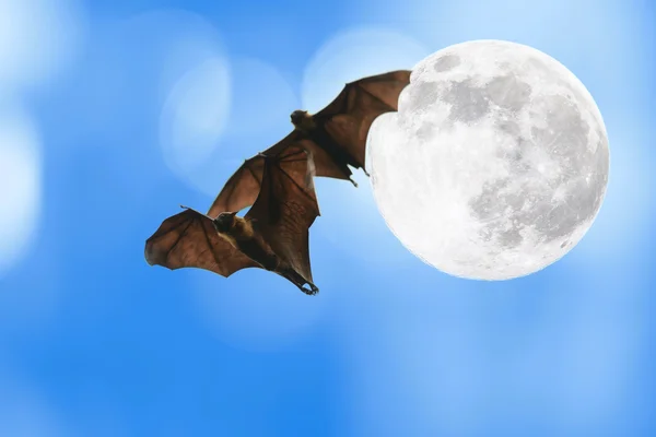 Sagome di pipistrello con luna piena - Halloween festival — Foto Stock