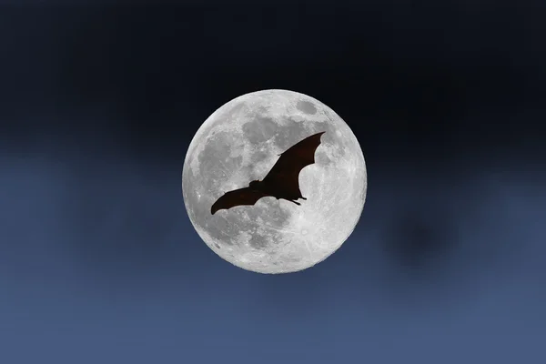 Sagome di pipistrello con luna piena - Halloween festival — Foto Stock