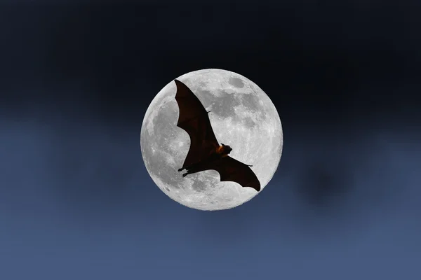 Sagome di pipistrello con luna piena - Halloween festival — Foto Stock