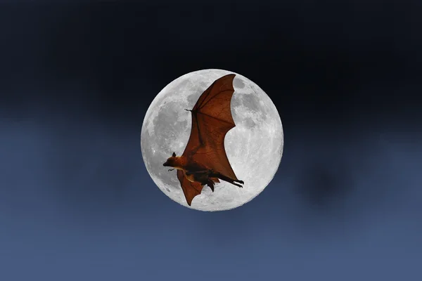 Bat silhouettes with full moon - Halloween festival — Stock Photo, Image