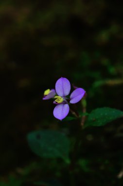 Benghal dayflower. Siyah arka plan üzerine güzel çiçek