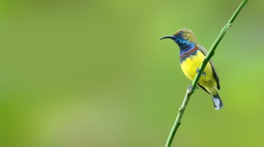 (Bird) Olive-backed Sunbird perching on branch clipart