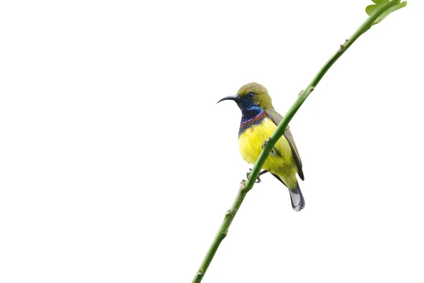 Zeytin destekli Sunbird dalda tıraşlama beyaz izole — Stok fotoğraf