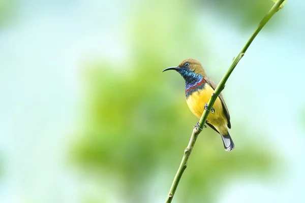 (Pássaro) Azeitona-suportado Sunbird poleiro no ramo — Fotografia de Stock