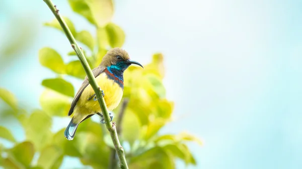 (（鸟科）背靠橄榄的太阳鸟栖息在树枝上 — 图库照片