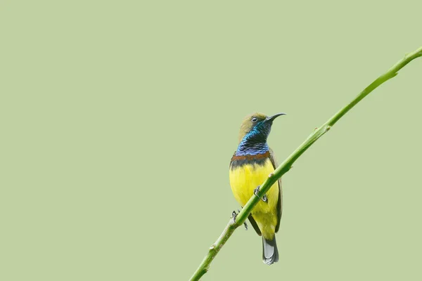 (Pássaro) Azeitona-suportado Sunbird poleiro no ramo — Fotografia de Stock