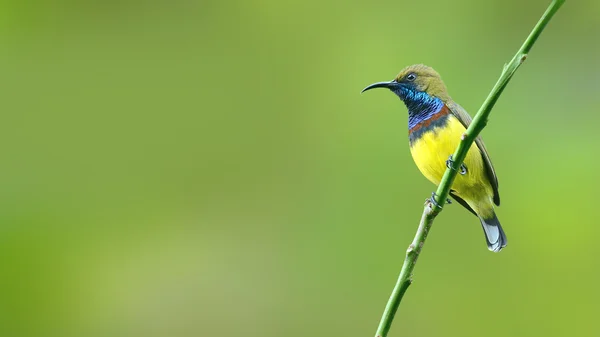 (Vogel) Sonnenvogel mit Olivenrücken, der auf Ästen hockt — Stockfoto