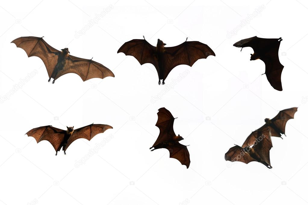 Collection Bat isolate on white background - Halloween festival