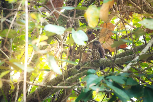 Kahverengi Şahin kuşu, tıraşlama ağaçta kuş — Stok fotoğraf