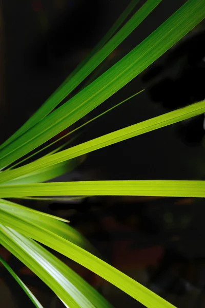 검은 배경에 녹색 잎 격리 — 스톡 사진