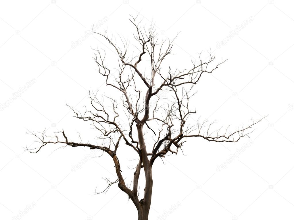 Barren tree isolate on white background
