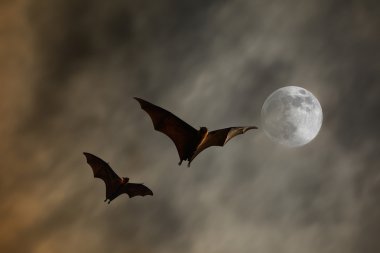 Yarasa siluetleri süper moon - Cadılar Festivali ile