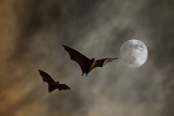 与超级月亮-万圣节蝙蝠剪影 — 图库照片