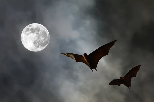 Bat silhouettes with super moon - Halloween festival — Stock Photo, Image