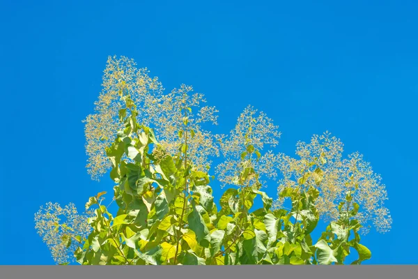 Тикові дерева квітучі в сільськогосподарському лісі з блакитним небом — стокове фото