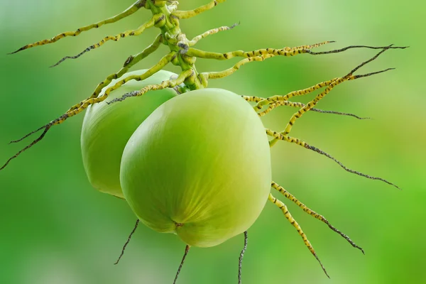 Frische Kokosnüsse am Baum isolieren auf grünem Hintergrund — Stockfoto