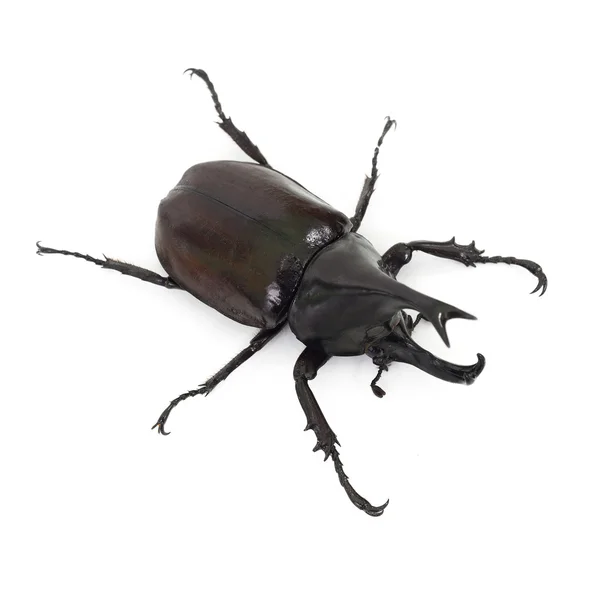 Asa do besouro também é conhecido como duro ou que Xylotrupes gideon — Fotografia de Stock