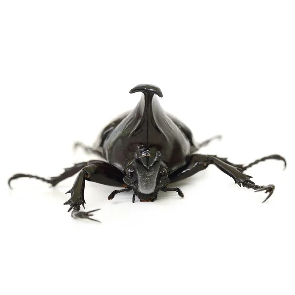 Asa do besouro também é conhecido como duro ou que Xylotrupes gideon — Fotografia de Stock