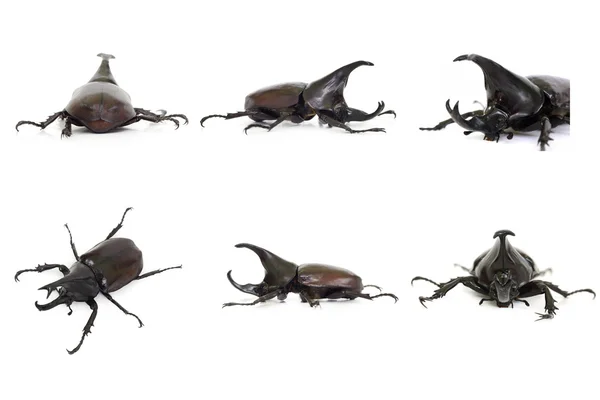 Ala de escarabajo también se conoce como duro o que Xylotrupes Gedeón — Foto de Stock