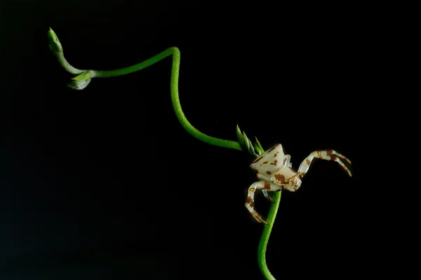 Krab spin op prachtige groen laat (dier) — Stockfoto