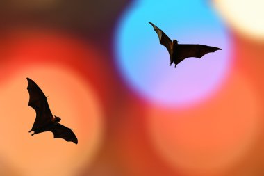 Bat silhouettes with colorful lighting - Halloween festival clipart