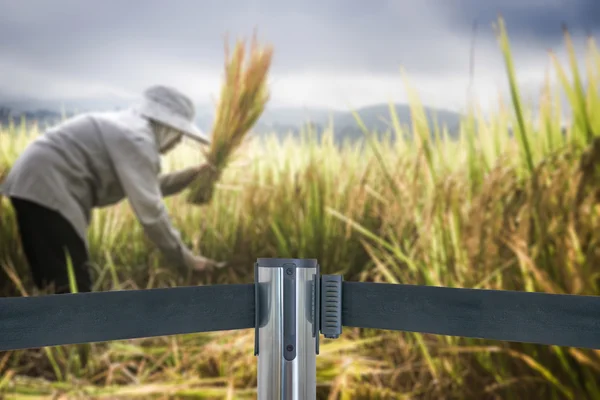 Barricade with place is off limits to farmers harvesting rice in — Stock Photo, Image