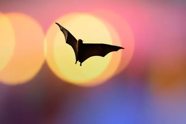 화려한 조명-할로윈 축제와 박쥐 실루엣 — 스톡 사진