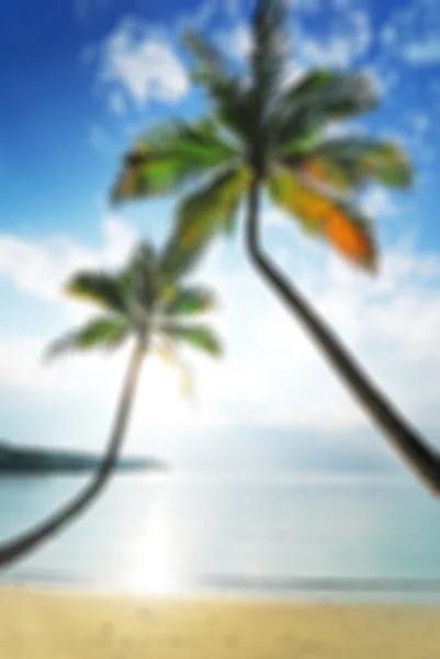 Blur background of coconut tree on the beach — Stock Photo, Image