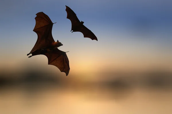 Silhuetas de morcego com iluminação colorida - Festival de Halloween — Fotografia de Stock