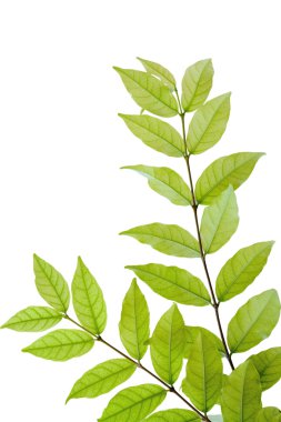 Tropikal kokulu (Wrightia bileğinde Benth) w üzerinde ayrı tut moduyla bırakır