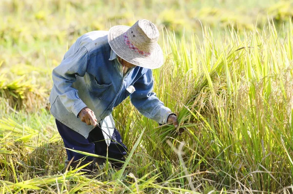 çiftçilerin hasat pirinç alan pirinç