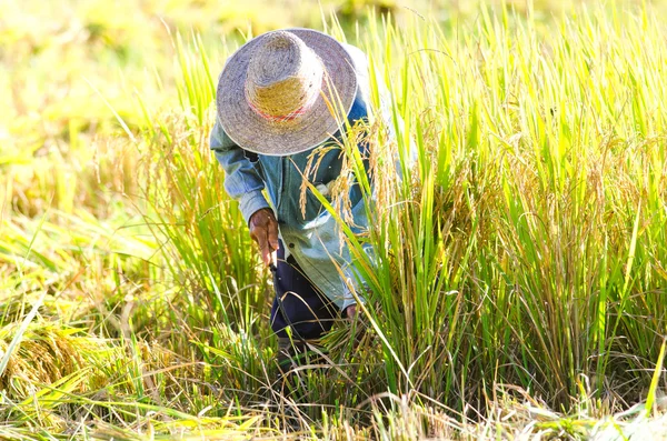 Çiftçilerin hasat pirinç alan pirinç — Stok fotoğraf