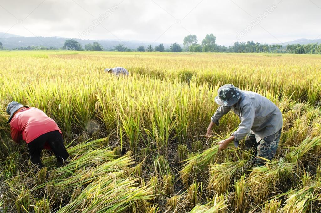 farmers harvesting rice in rice field