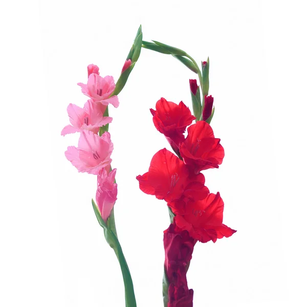 Beautiful Gladiolus flower isolate on white background — Stock Photo, Image