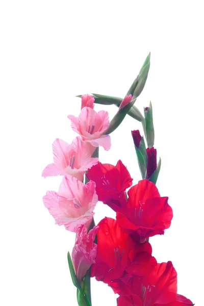 Beautiful Gladiolus flower isolate on white background — Stock Photo, Image