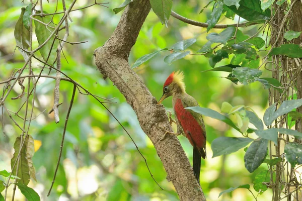 Ağaç üzerinde biraz yiyecek bulma kuş (koyu kırmızı kanatlı ağaçkakan) — Stok fotoğraf