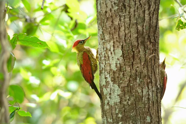 Pájaro (pájaro carpintero alado carmesí) anidando en el árbol —  Fotos de Stock