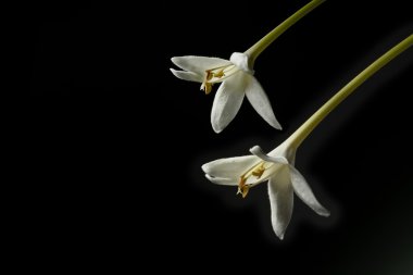 Hint cork tree buket, beyaz çiçek siyah arka plan üzerine