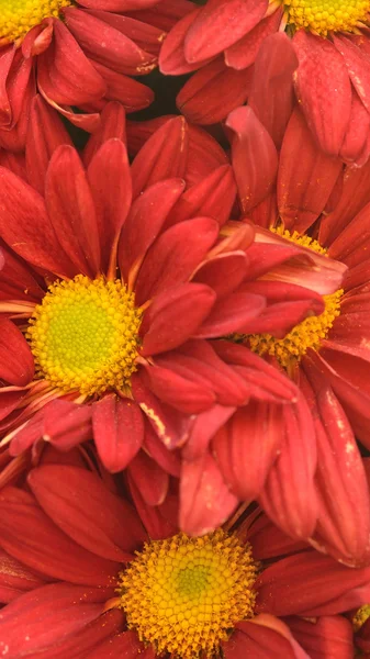 Red Chrysanthemum Flower as background texture (Chrysanthemum mo — Stock Photo, Image