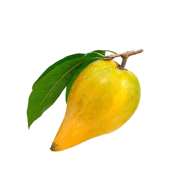 Yellow fruit on white background, Fresh Pouteria campechiana tro — Stock Photo, Image